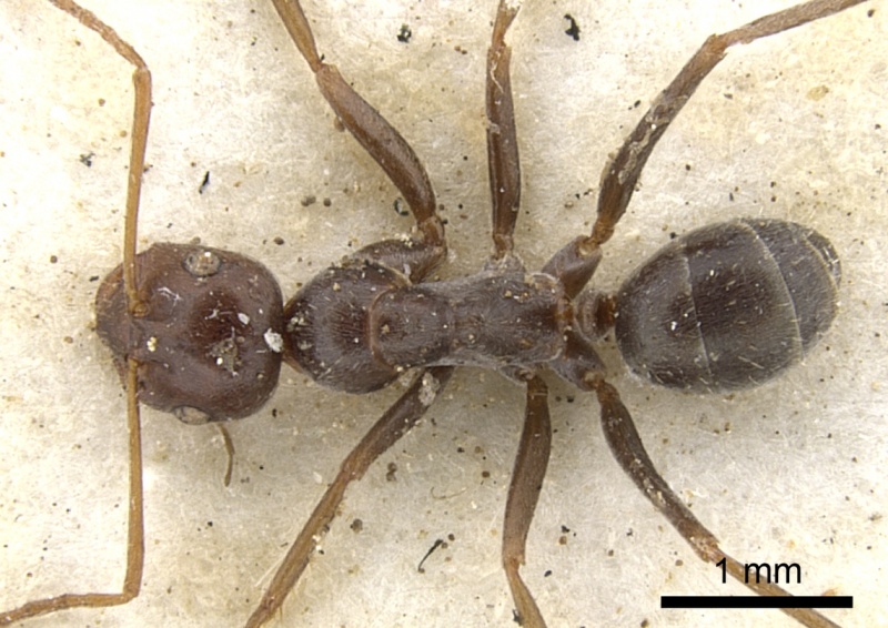 File:Melophorus curtus casent0903265 d 1 high.jpg