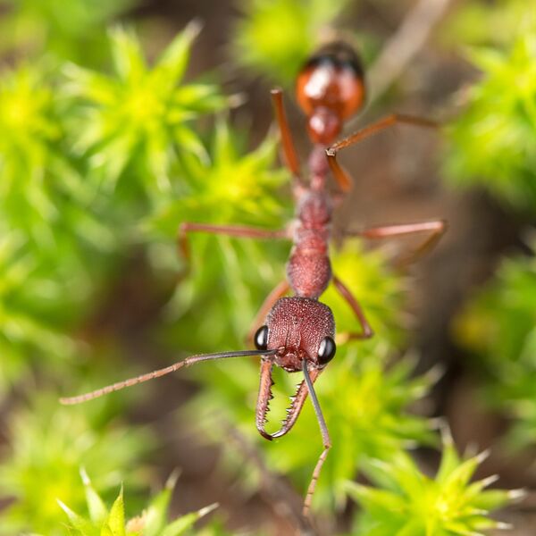 File:Myrmecia nigriscapa, Wilsons Promontory National Park, Victoria, Australia (Jordan Dean).jpg