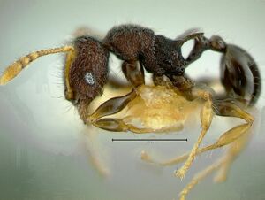 Pheidole-fantasiaLm8x.jpg