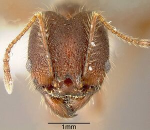 Pheidole indagatrix inbiocri002272029 h 1 high.jpg