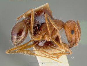 Pogonomyrmex californicus castype00626 profile 1.jpg