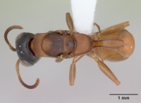 Pseudomyrmex tenuis casent0173780 dorsal 1.jpg