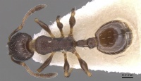 Temnothorax platycephalus casent0912982 d 1 high.jpg