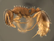 Temnothorax rugatulus MCZ001L.jpg