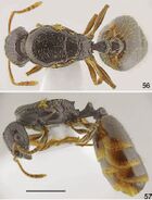 Tetramorium hippocratis F56-57.jpg