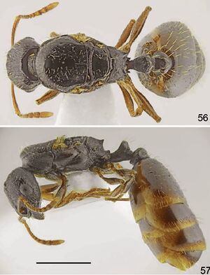 Tetramorium hippocratis F56-57.jpg