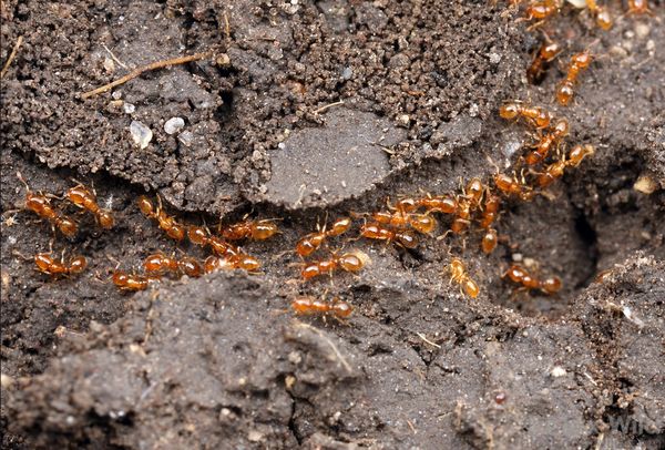 Solenopsis molesta - AntWiki