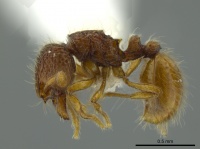 Adelomyrmex marginodus casent0627826 p 1 high.jpg