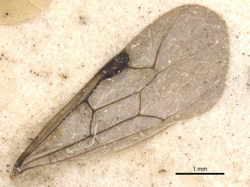 File:Aenictus shuckardi casent0907018 p 2 high.jpg