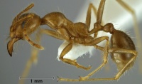 Aphaenogaster mediterrae side view