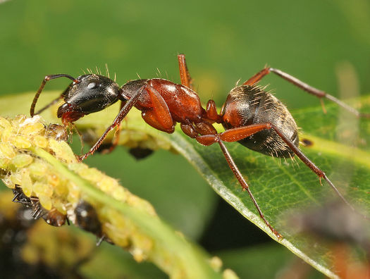 Camponotus chromaiodes - AntWiki