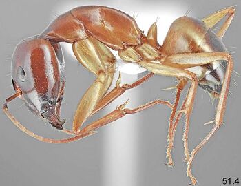 automontage image of Camponotus baldaccii intermediate worker