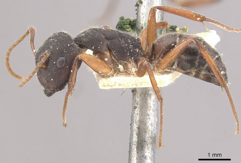 File:Camponotus capperi casent0910650 p 1 high.jpg