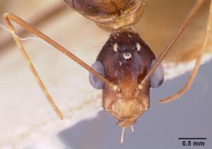 Camponotus dufouri casent0101685 head 2.jpg