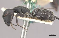 Camponotus niveosetosus irredux casent0910456 p 1 high.jpg