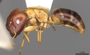 Camponotus polynesicus casent0910585 p 1 high.jpg