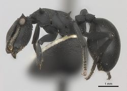 Cephalotes opacus P casent0217839.jpg