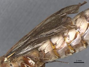 Dorylus fuscipennis casent0903764 p 2 high.jpg