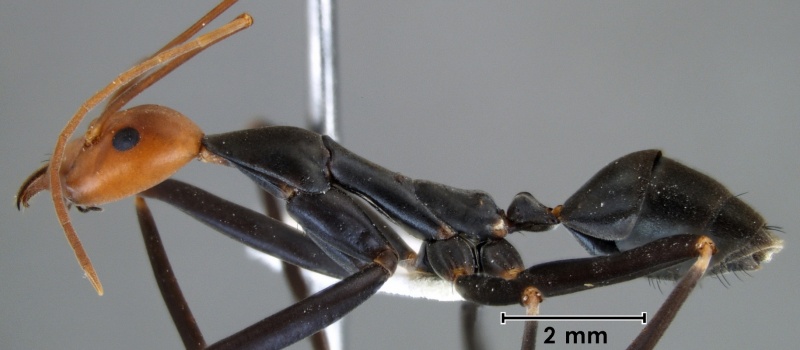 File:Leptomyrmex erythrocephalus neotype ANIC32-059538 side 10-Antwiki.jpg