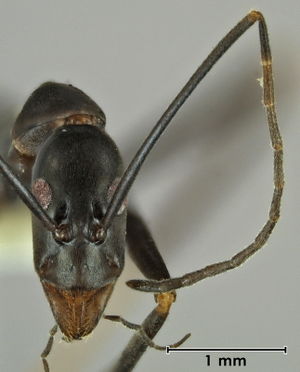 Leptomyrmex mjobergi head view