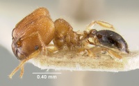 MCZ-ENT00030775 Pheidole philemon hal.jpg