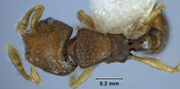 Mayriella occidua holotype ANIC32-009464 top.jpg