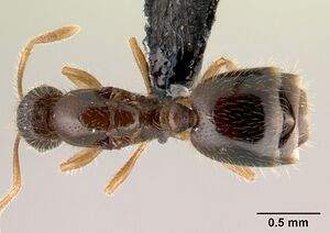 Monomorium sechellense casent0149323 dorsal 1.jpg