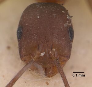 Monomorium subopacum casent0010949 head 1.jpg