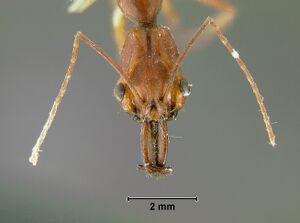 Odontomachus-malignusH1.6.jpg