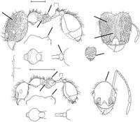 Pheidole hirsuta Wilson 2003.jpg