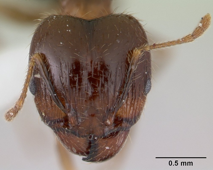 File:Pheidole megacephala iccdrs0003685 head 1.jpg