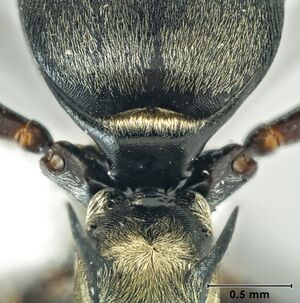 Polyrhachis cleopatra petiole.jpg