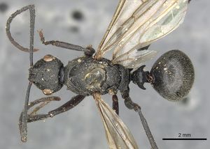 Polyrhachis constructor casent0901846 d 1 high.jpg