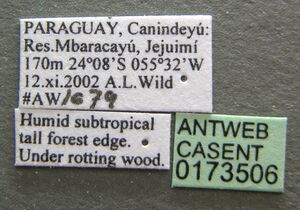 Prionopelta punctulata casent0173506 label 1.jpg