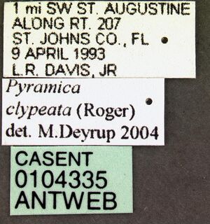Pyramica clypeata casent0104335 label 1.jpg
