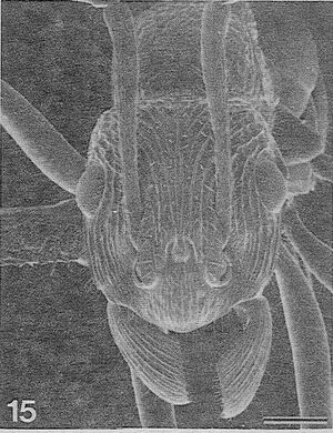 Rhytidoponera-aquila-SEM-H.jpg