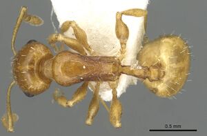 Temnothorax cristinae casent0915386 d 1 high.jpg