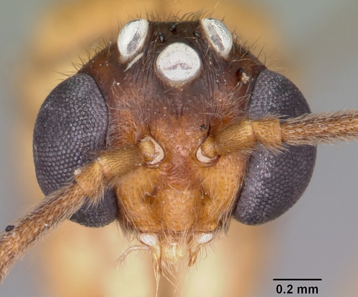 File:Anochetus madagascarensis casent0442379 head 1.jpg