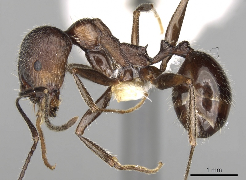 File:Aphaenogaster striativentris casent0280964 p 1 high.jpg