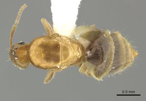 Brachymyrmex longicornis casent0619183 d 1 high.jpg