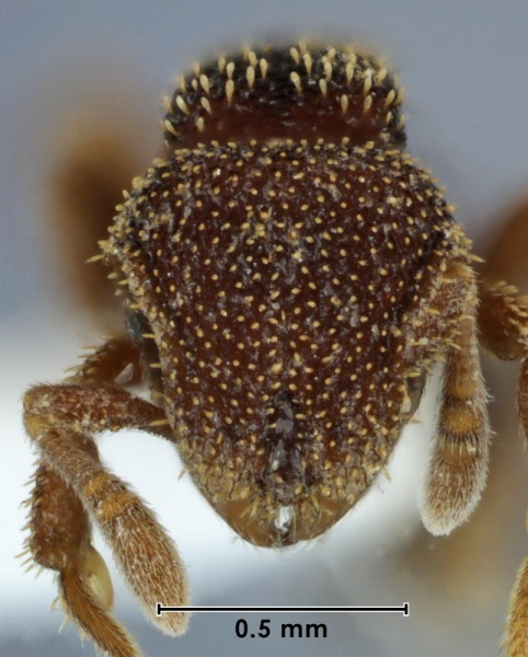 File:Calyptomyrmex taylori ANIC32-051625 head 63-Antwiki.jpg