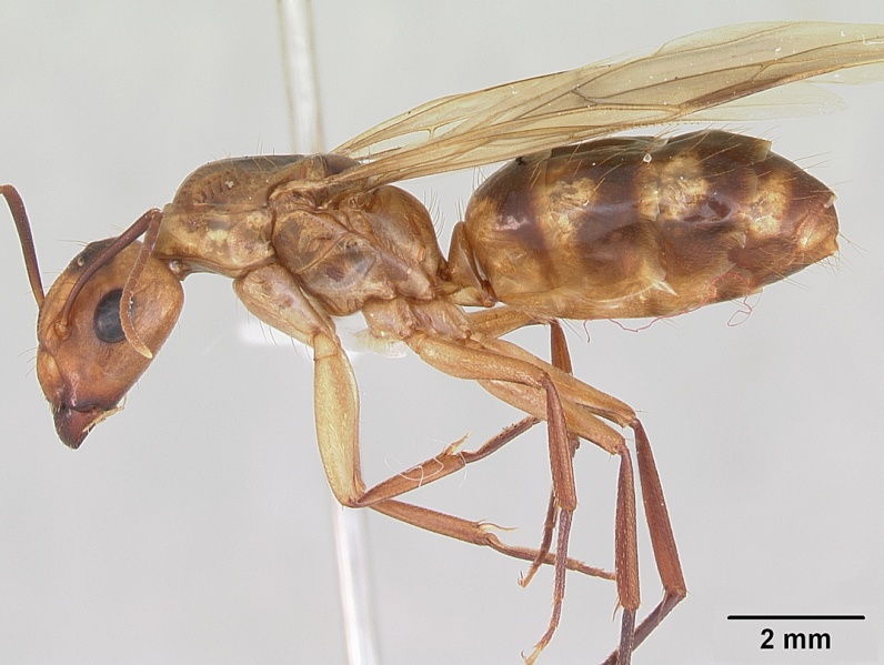 File:Camponotus conspicuus zonatus casent0173222 profile 1.jpg