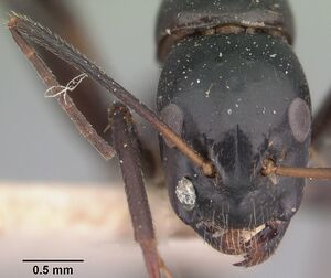 Camponotus dromedarius casent0101534 head 1.jpg