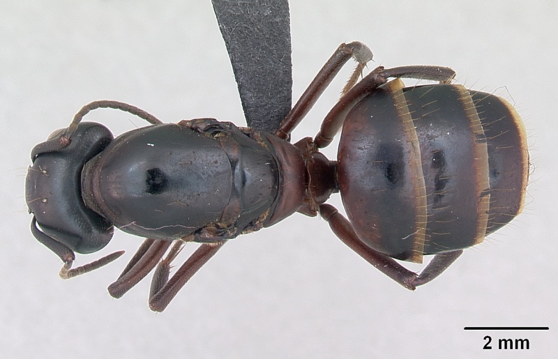 File:Camponotus ligniperda casent0173174 dorsal 1.jpg