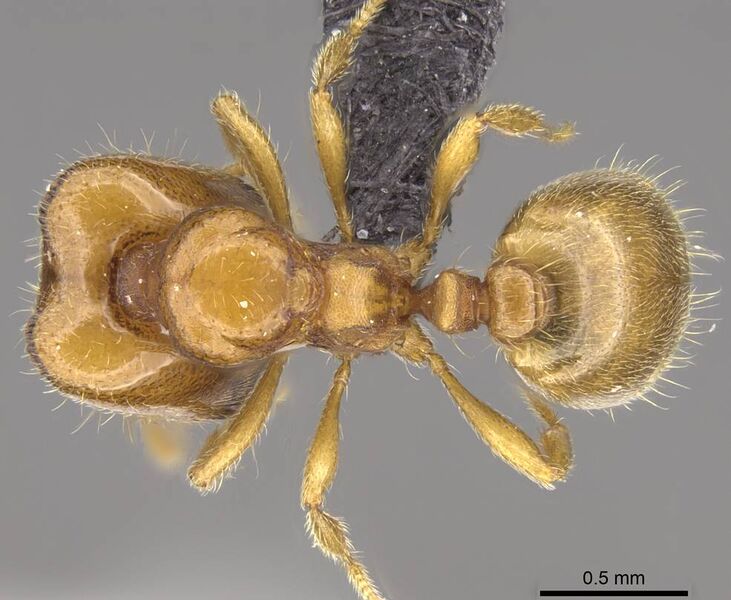 File:Carebara omasi Holotype worker casent0028870 d.jpg