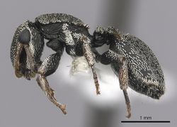 Cephalotes lenca P casent0619625.jpg