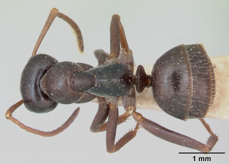 File:Formica gagates casent0010650 dorsal 1.jpg