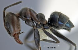 Iridomyrmex rufoniger ANIC32-023677 side 40-Antwiki.jpg