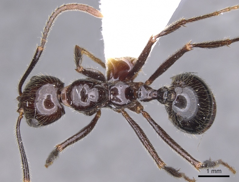 File:Megalomyrmex timbira casent0902331 d 1 high.jpg