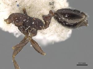 Monomorium najrane casent0922335 p 1 high.jpg